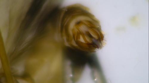 Réf. 216 413 : Goera pilosa